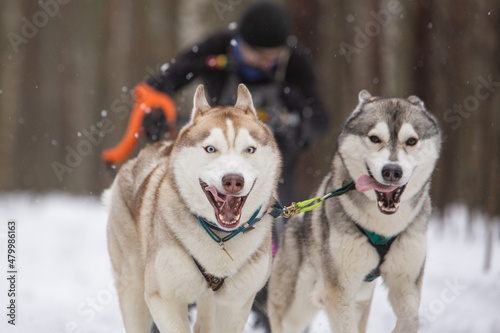 Two sled dogs, a red and a gray siberian husky, drive a sleigh together in the snow in winter © София Дудова