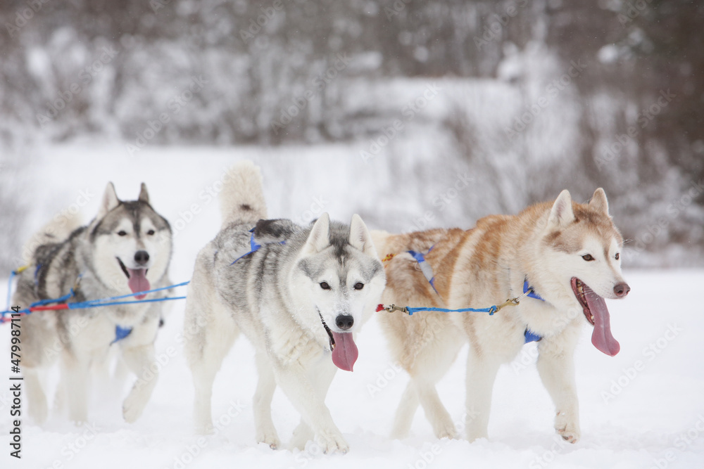 Sled dogs, a red and a gray siberian husky, drive a sleigh together in the snow in winter