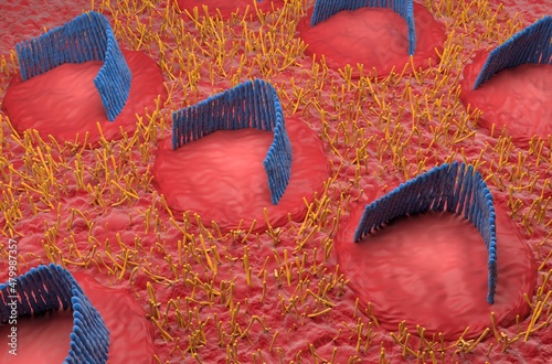 Bild auf Leinwand Inner ear hair cells field in the vestibular system - isometric view 3d illustra