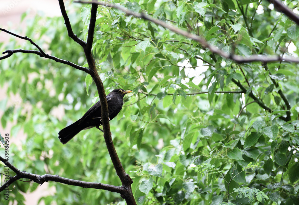 blackbird on a branch blackbird on a branch