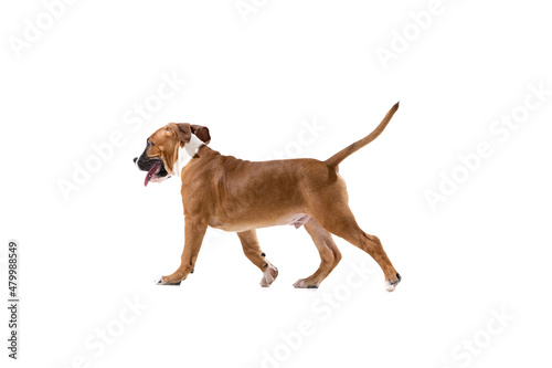 Studio shot of American Staffordshire Terrier running isolated over white background. Concept of beauty  breed  pets  animal life.