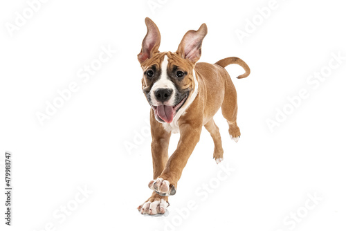 Studio shot of American Staffordshire Terrier running isolated over white background. Concept of beauty  breed  pets  animal life.