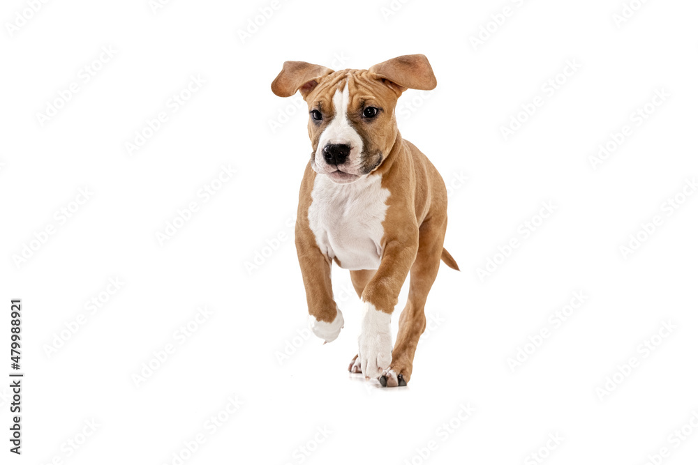 Cute puppy. Studio shot of American Staffordshire Terrier running isolated over white background. Concept of beauty, breed, pets, animal life. Cute puppy. Studio shot of American Staffordshire Terrier running isolated over white background. Concept of beauty, breed, pets, animal life.