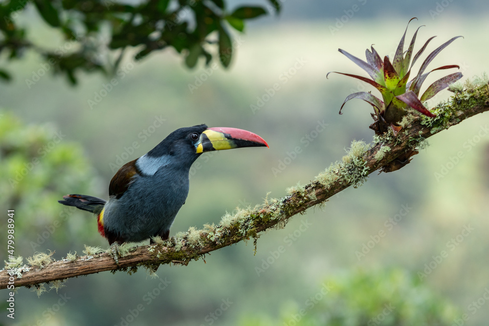 Fototapeta premium beautiful colored plate-billed mountain toucan (Andigena laminirostris) sitting n the branch very near in the cloud forest