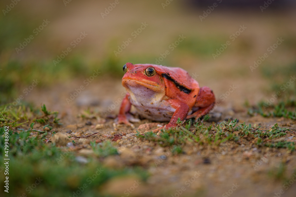 Fototapeta premium Tomato frog (Dyscophus guineti), also known as the false tomato frog.