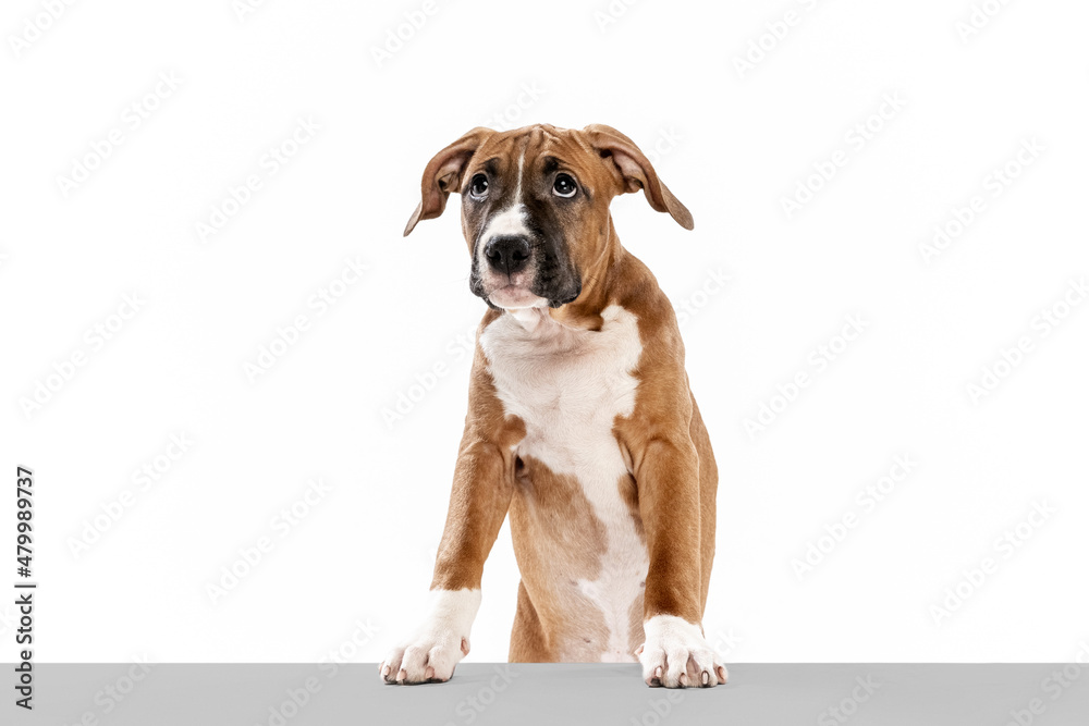 Portrait of cute dog, American Staffordshire Terrier posing isolated over white background. Concept of beauty, breed, pets, animal life. Portrait of cute dog, American Staffordshire Terrier posing isolated over white background. Concept of beauty, breed, pets, animal life.