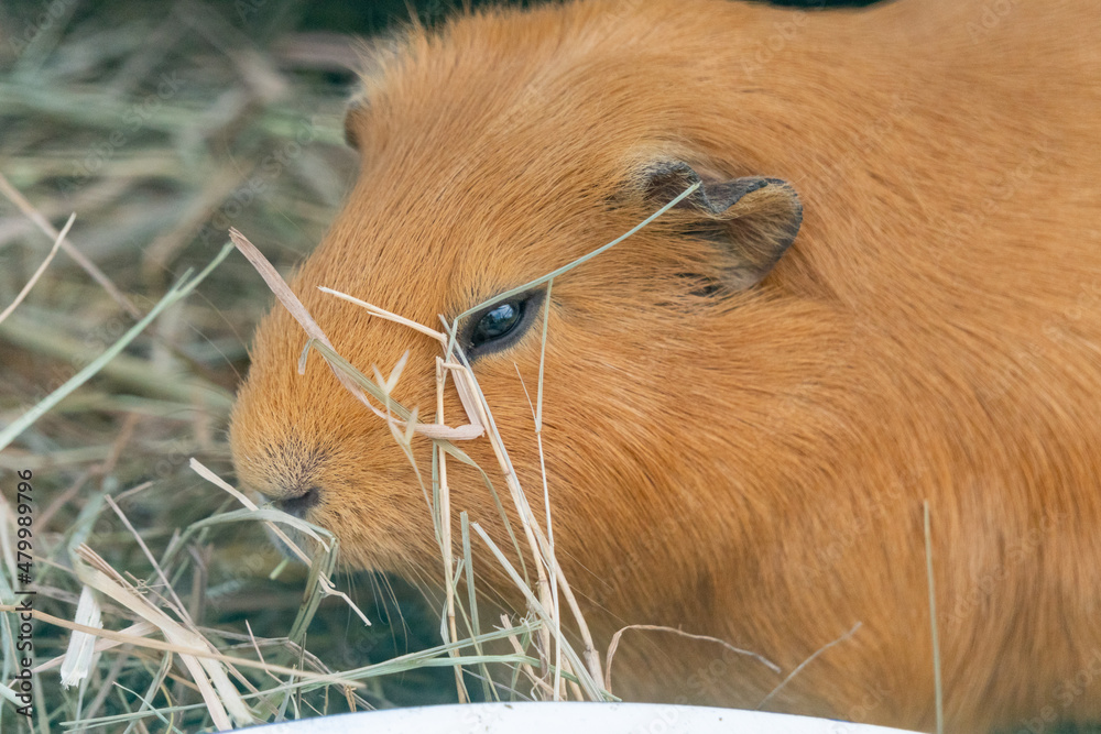 Close-up of red guinea pig in farm in Yarmouth, Isle of Wight, United Kingdom Close-up of red guinea pig in farm in Yarmouth, Isle of Wight, United Kingdom
