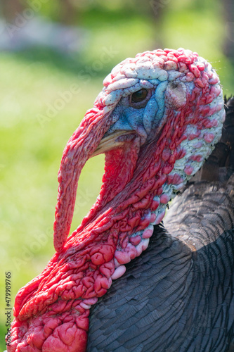 Macro close-up view of turkey in farm in Yarmouth, Isle of Wight, United Kingdom