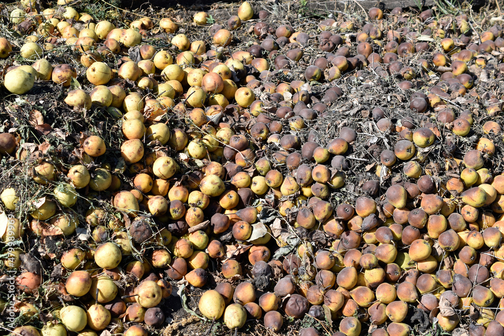 A pile of rotten pears and apples in the ground A pile of rotten pears and apples in the ground