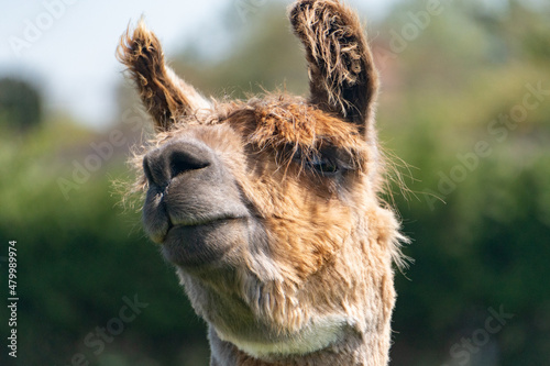  Close-up of llama's head in farm in Yarmouth, Isle of Wight, United Kingdom photo