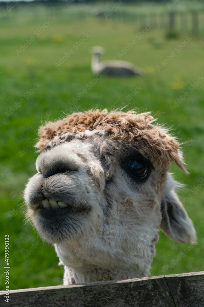 Obraz premium Close-up of alpaca behind fence in farm in Yarmouth, Isle of Wight, United Kingdom