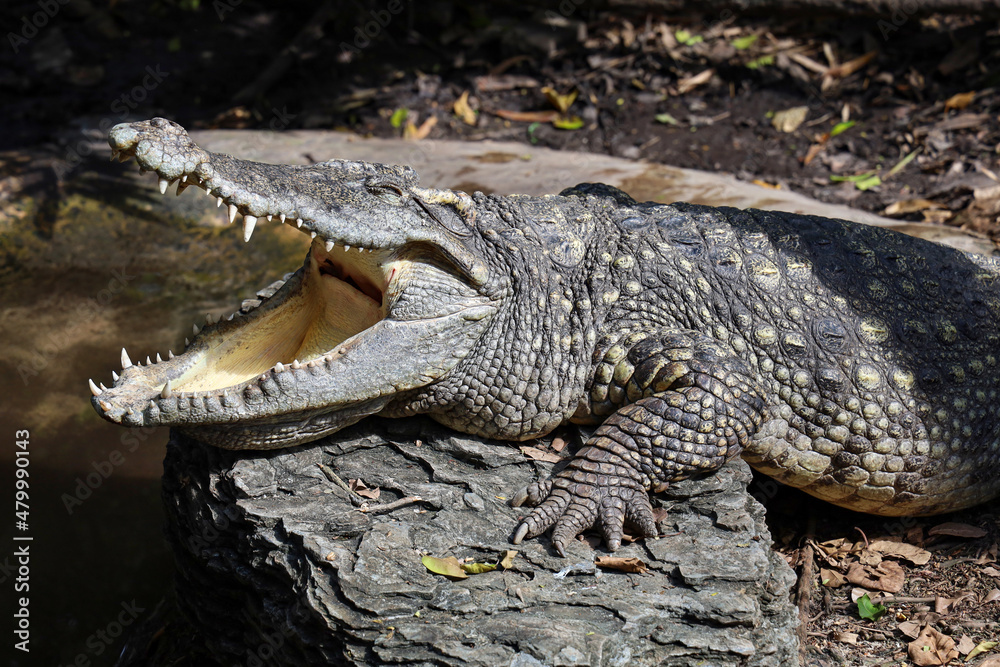 Fototapeta premium Close up head crocodile is show mouse