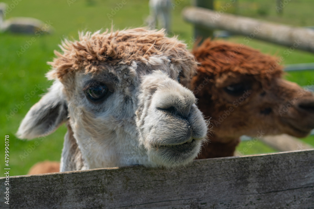  Close-up of alpacas behind fence in farm in Yarmouth, Isle of Wight, United Kingdom