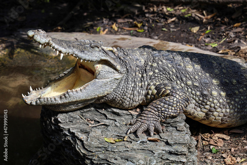 Close up head crocodile is show mouse