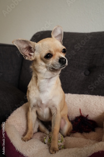 Closeup portrait of small funny beige mini chihuahua dog  puppy