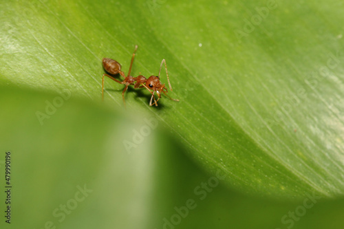 Close up red ant on green leaf in nature