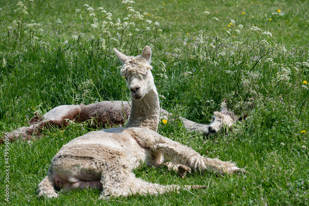 Obraz premium Close-up of alpacas resting in field in farm in Yarmouth, Isle of Wight, United Kingdom