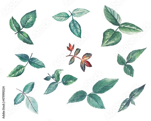 Set of watercolor leaves, hand drawn illustration of floral elements isolated on white background.