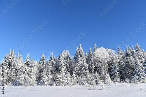 Snowy spruce trees under a blue sky, Québec, Canada