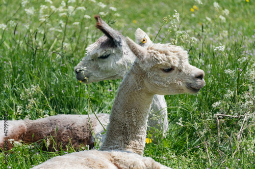 Close-up of alpacas lying down in field in farm in Yarmouth, Isle of Wight, United Kingdom photo