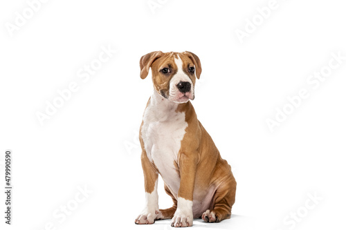 Adorable purebred dog, American Staffordshire Terrier sitting on floor isolated over white background. Concept of beauty, breed, pets, animal life.
