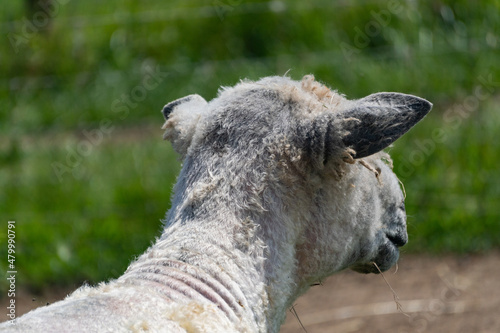 Fototapeta Naklejka Na Ścianę i Meble -  Close-up of white shorn Wensleydale sheep in farm in Yarmouth, Isle of Wight, United Kingdom