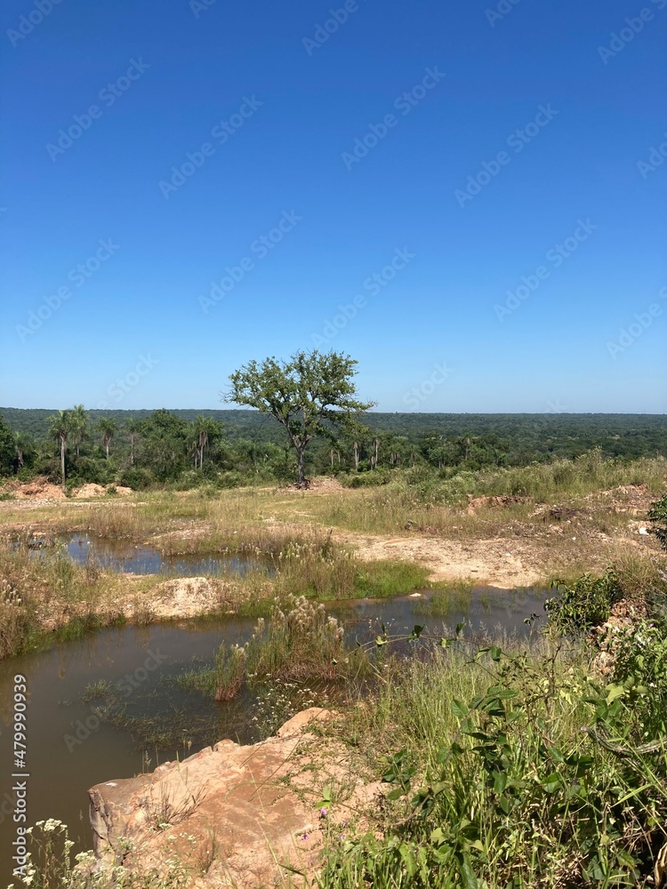 river and trees