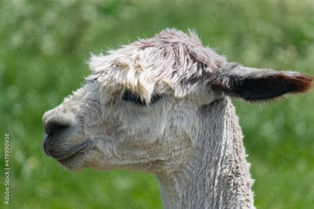 Side close-up view of alpaca's head in farm in Yarmouth, Isle of Wight, United Kingdom