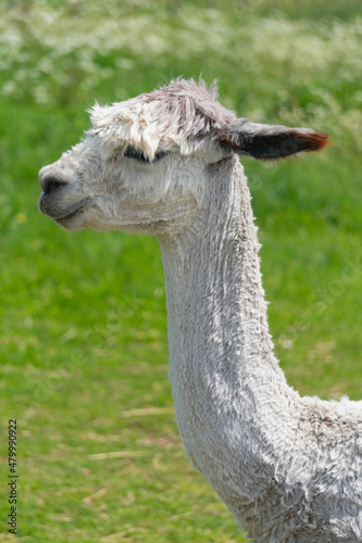 Side view of alpaca's head and neck in farm in Yarmouth, Isle of Wight, United Kingdom