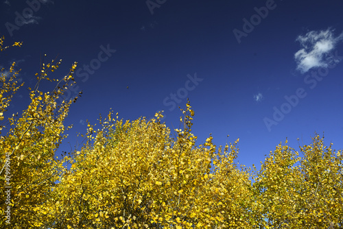 Golden autumn leaves and branches with clear blue sky as a background. Autumn seasonal changes in the nature. Bright colors. Looking up.