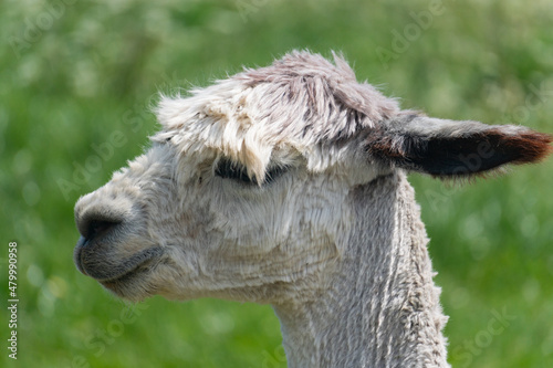 Side close-up view of alpaca's head in farm in Yarmouth, Isle of Wight, United Kingdom photo