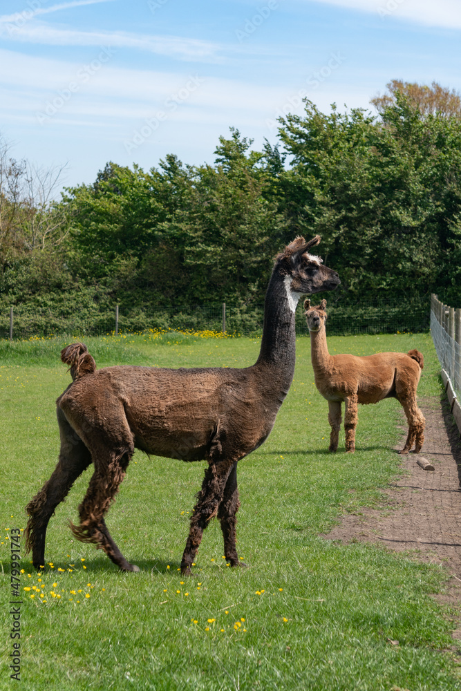 Fototapeta premium Brown and orange llamas in farm in Yarmouth, Isle of Wight, United Kingdom