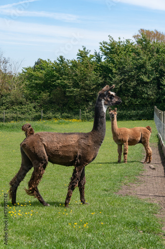 Brown and orange llamas in farm in Yarmouth  Isle of Wight  United Kingdom