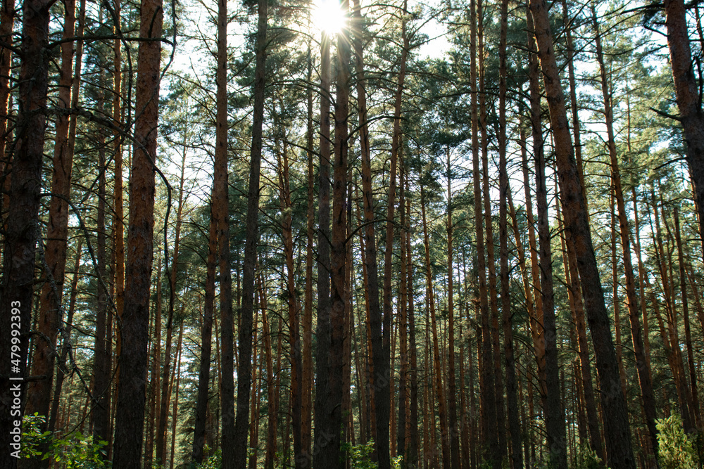 Large mysterious pine forest in summer, with bright rays of the sun. Park Ugra Large mysterious pine forest in summer, with bright rays of the sun. Park Ugra