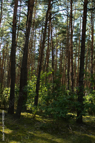 Large mysterious pine forest in summer  with bright rays of the sun. Park Ugra