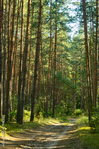 Fototapeta Naklejka Na Ścianę i Meble -  Large mysterious pine forest in summer, road through the forest, with bright rays of the sun. Ugra park.