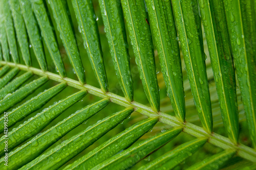 Natural landscape, beautiful flower garden, palm leaf with raindrops, green leaves, close up photo