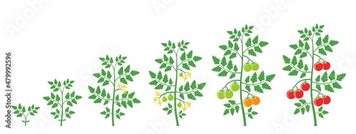 Crop stages of tomato plant. Isolated tomato on white background