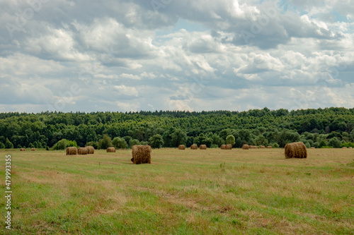 Large haystacks on the field against the backdrop of a natural landscape, cloudy sky. Preparing food for animals.