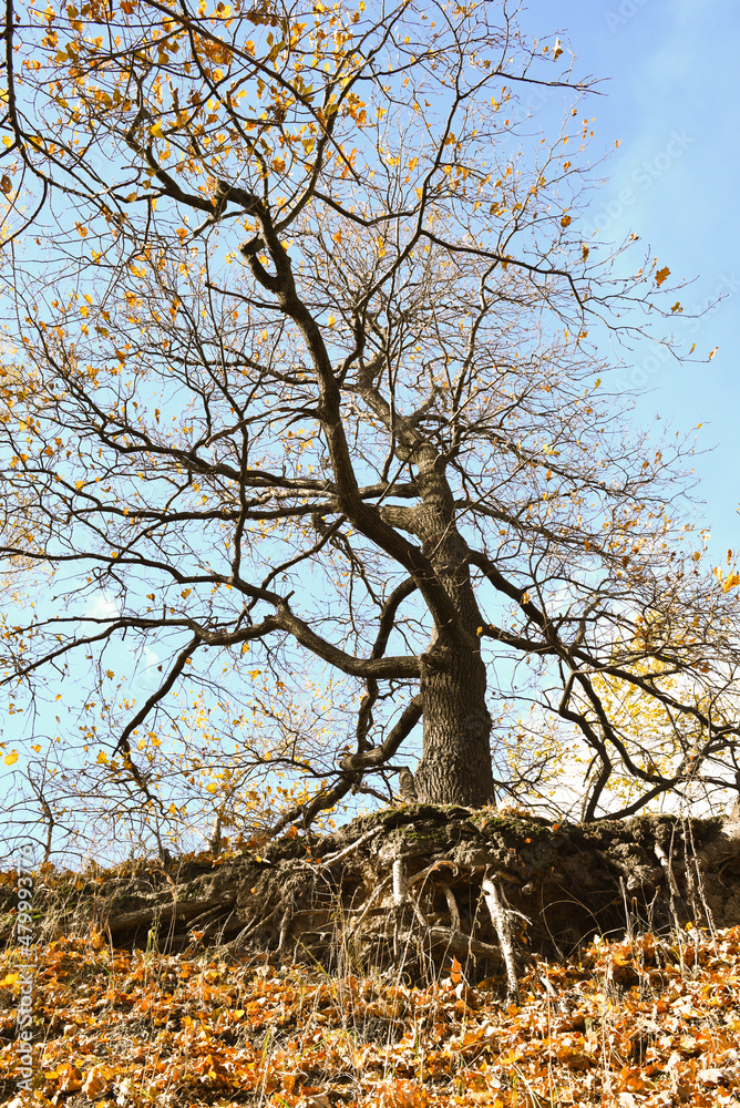 Bare roots of tree growing at edge of sandy cliff in autumn Bare roots of tree growing at edge of sandy cliff in autumn