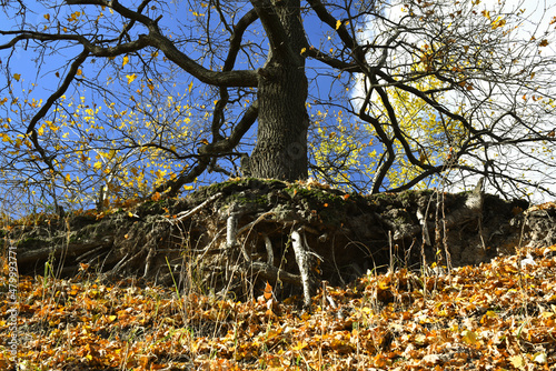 Bare roots of tree growing at edge of sandy cliff in autumn