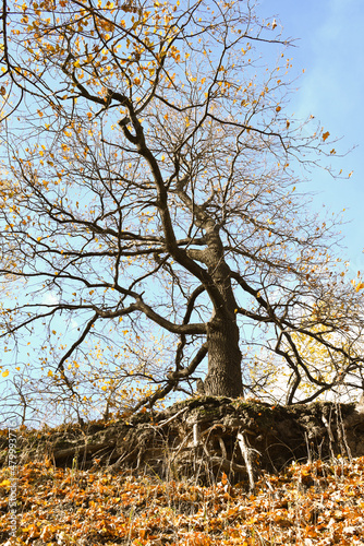 Bare roots of tree growing at edge of sandy cliff in autumn