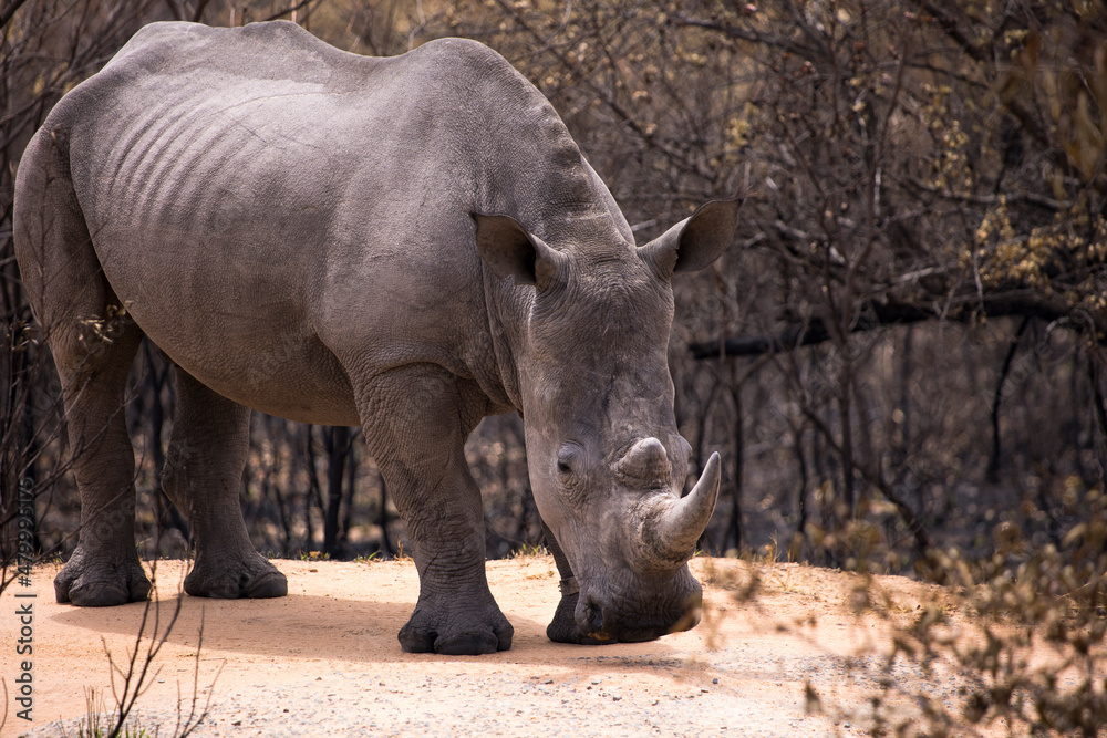 One young White rhinoceros standing in the dirt road facing the camera full length One young White rhinoceros standing in the dirt road facing the camera full length