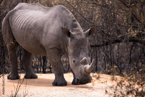 One young White rhinoceros standing in the dirt road facing the camera full length