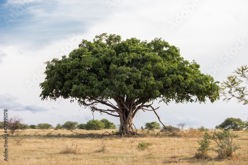 Photos An old large Wild fig tree standing tall in the Savannah grassland