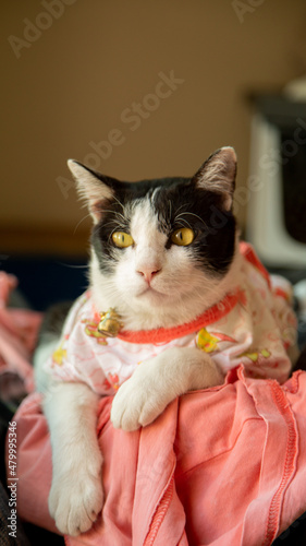 black and white cat wearing a pink dress looking forward