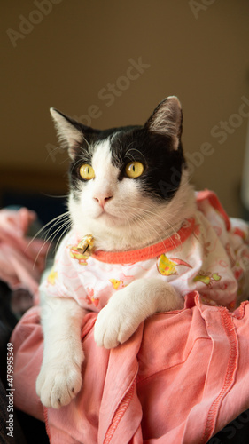 black and white cat wearing a pink dress looking forward