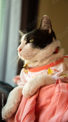 black and white cat wearing a pink dress looking forward