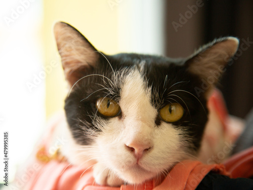 black and white cat wearing a pink dress looking forward