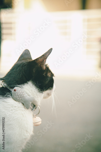 Photo from the back of a black and white cat.